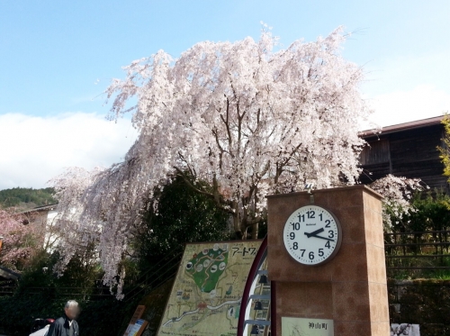 徳島神山の枝垂桜.jpg