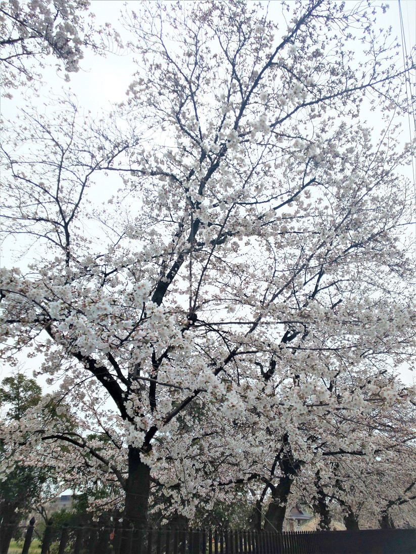 雨の日と桜