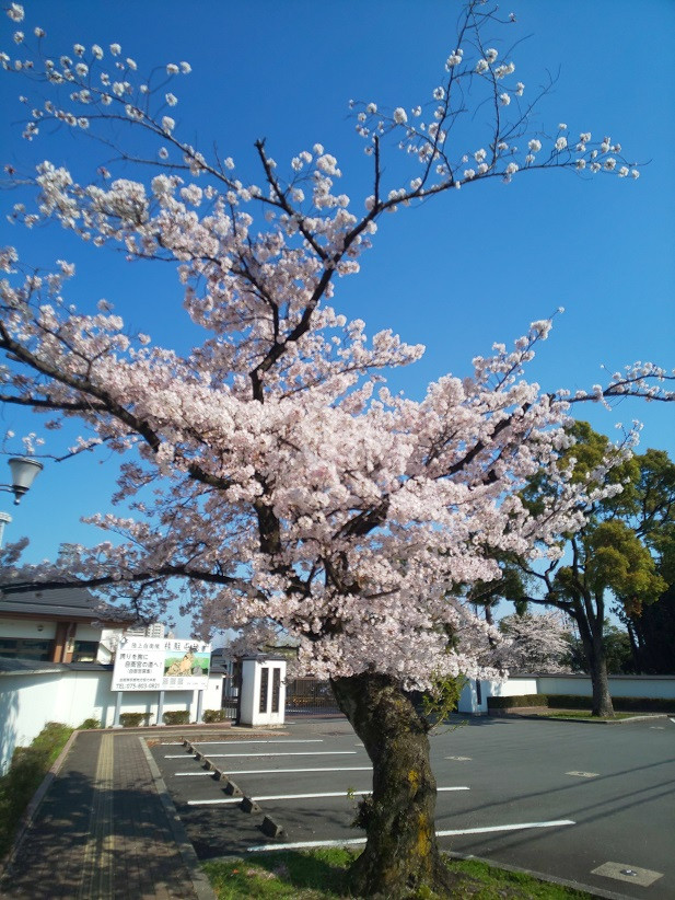 桜が美しい。