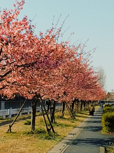 春はもうすぐですね〜🌸