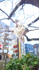 DSC_0241.JPG