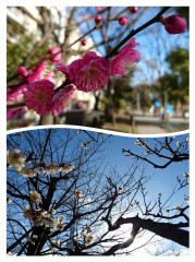 collage-1549288904414.jpg