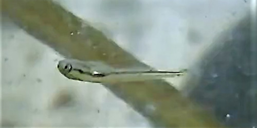 完全なOrganic野菜を育てるアクアポニックス育ちの金魚の赤ちゃんが生まれました!A baby goldfish from Aquaponics has been born!