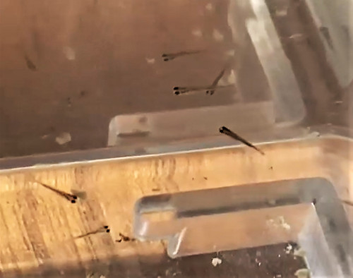 完全オーガニック栽培の金魚の赤ちゃん 元気にスクスク!