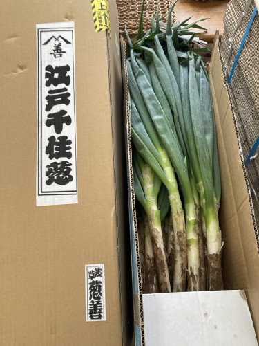 江戸 千住葱 到着です 鴨鍋き・鴨すき焼きに!