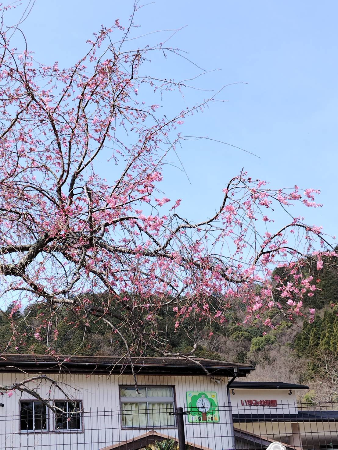 3/30疏水沿い（いずみ幼稚園の中）のしだれ桜が咲き始めました！