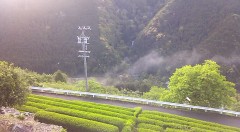 茶畑と霧.png