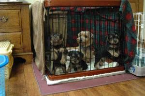 rotetachis[1].jpg
