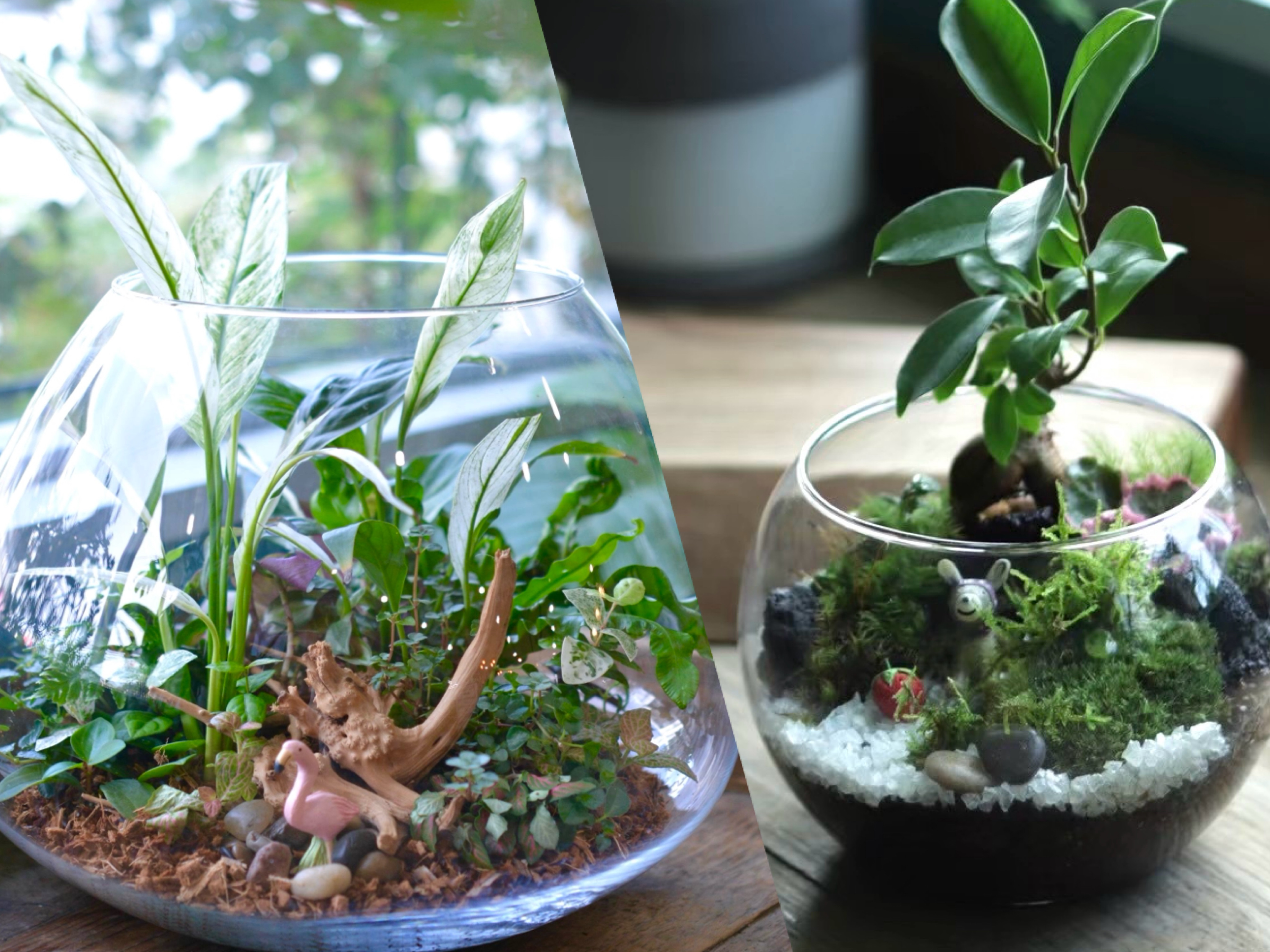 Indoor greenを楽しむテラリウムレッスン