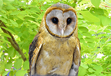 owl-susugao.jpg
