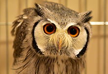 owl-gajiro2.jpg