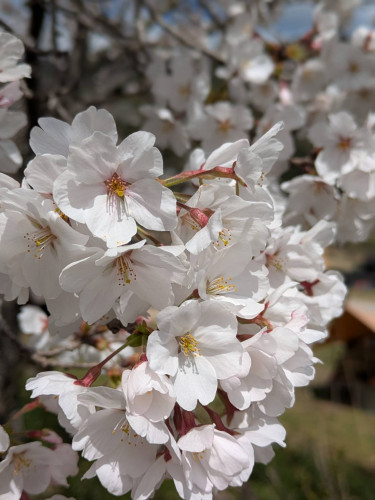 3月のご予約について🌸