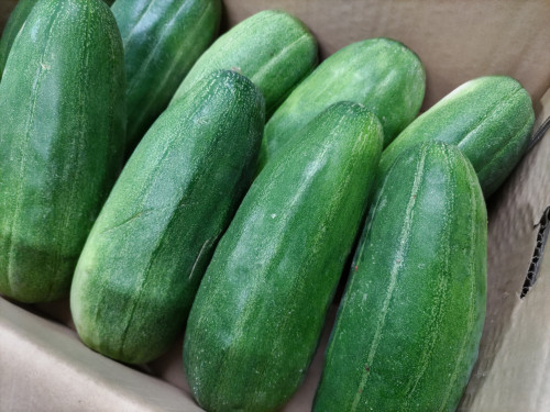スポットで「はぐら瓜」(柔らかい青瓜)…入りました!