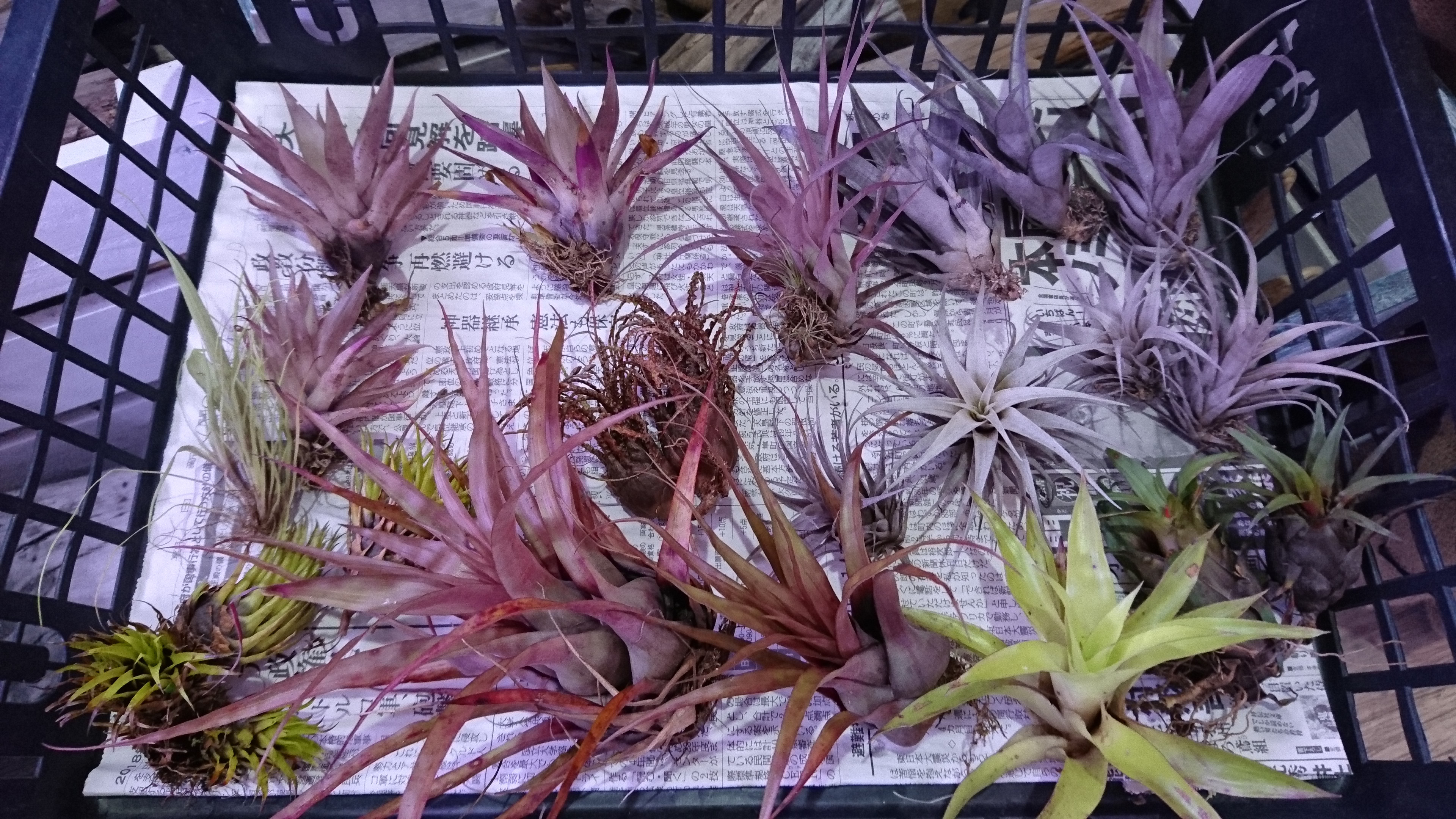 インフォメーション > 2018-04 - BROMELIADS 流木＆エアプランツ 奥沢（東京都世田谷区）