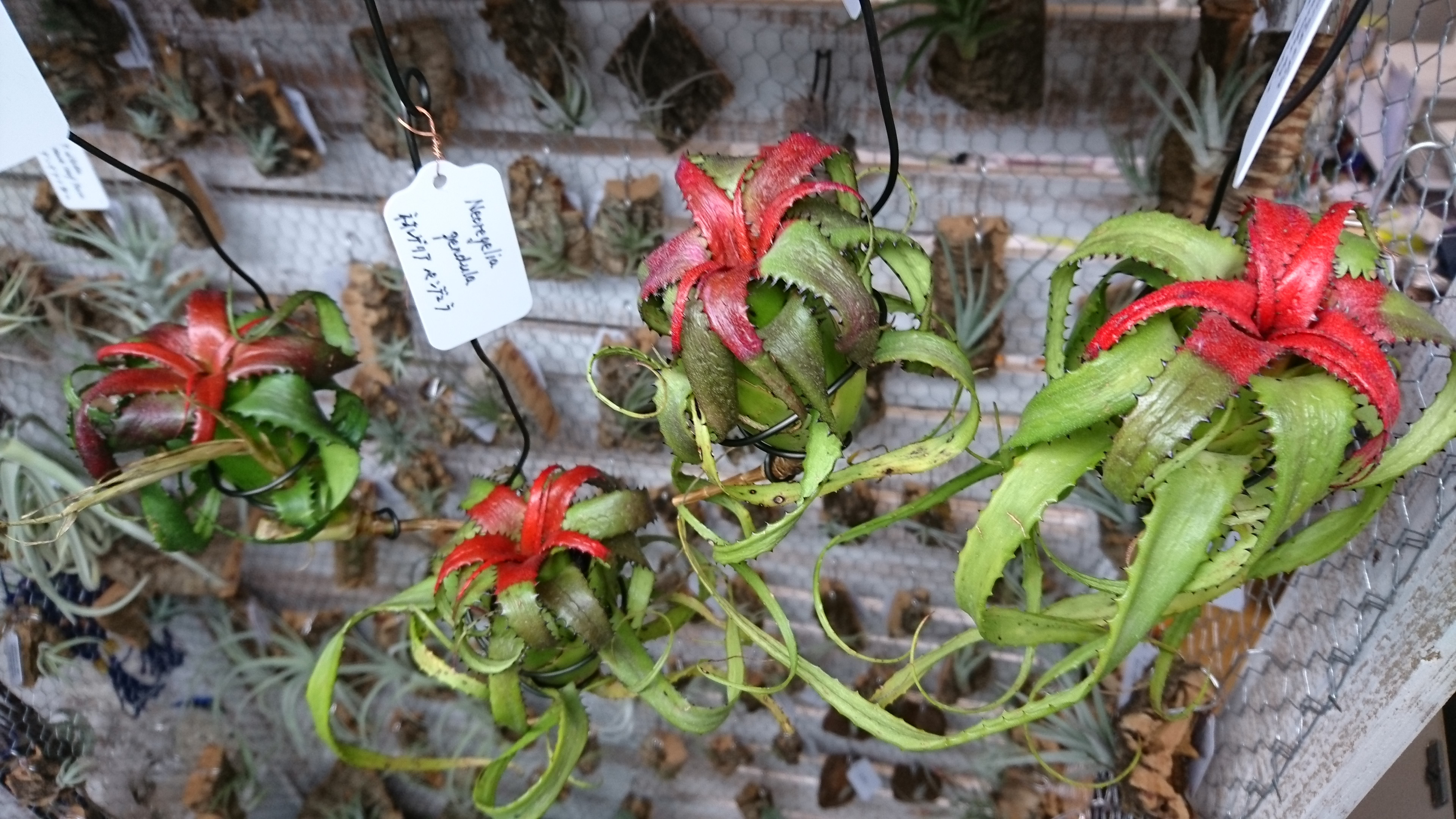 入荷しました - BROMELIADS 流木＆エアプランツ 奥沢（東京都世田谷区）