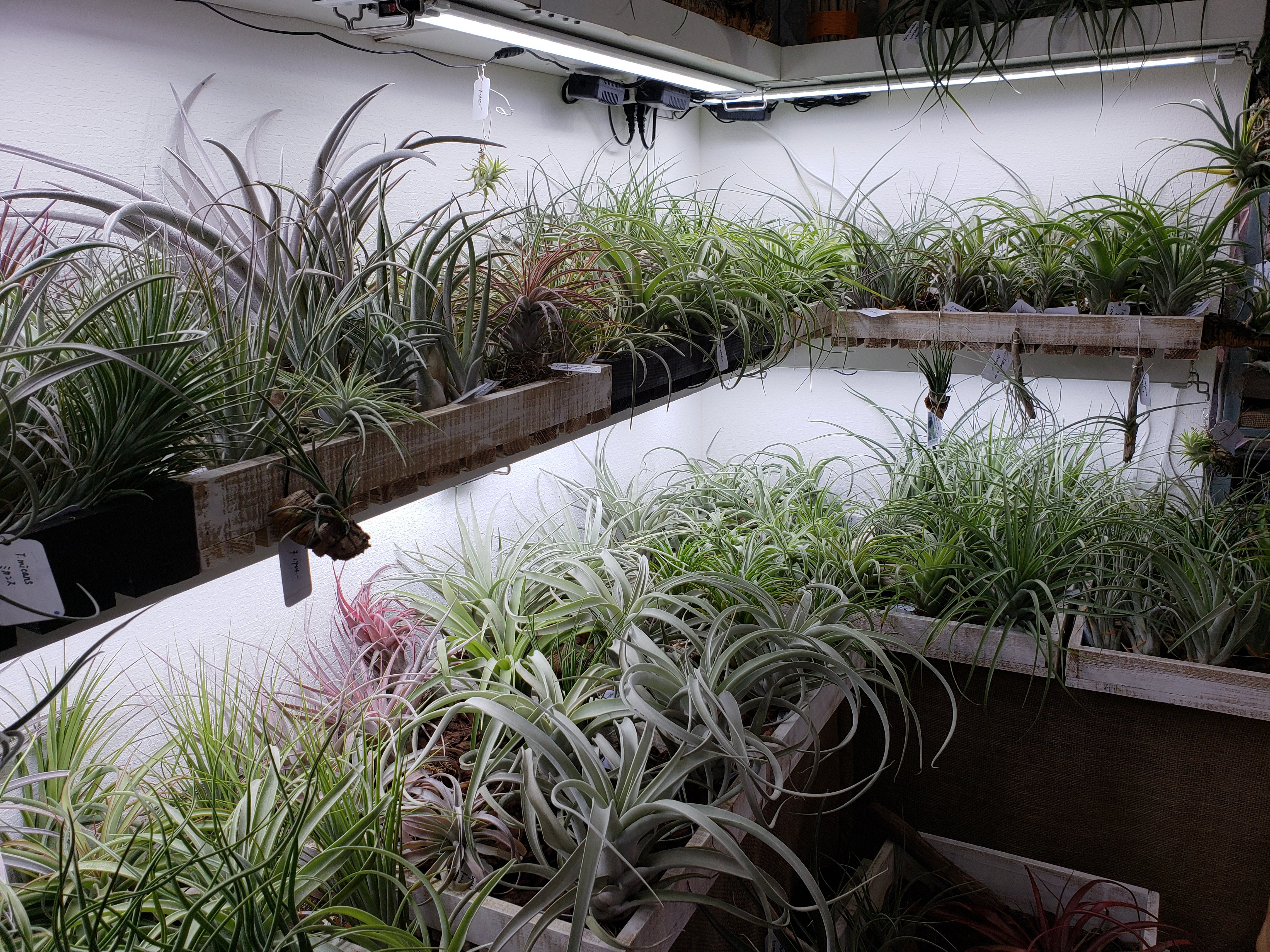 インフォメーション > 2020-10 - BROMELIADS 流木&エアプランツ インフォメーション > 2020-10 - BROMELIADS 流木&エアプランツ