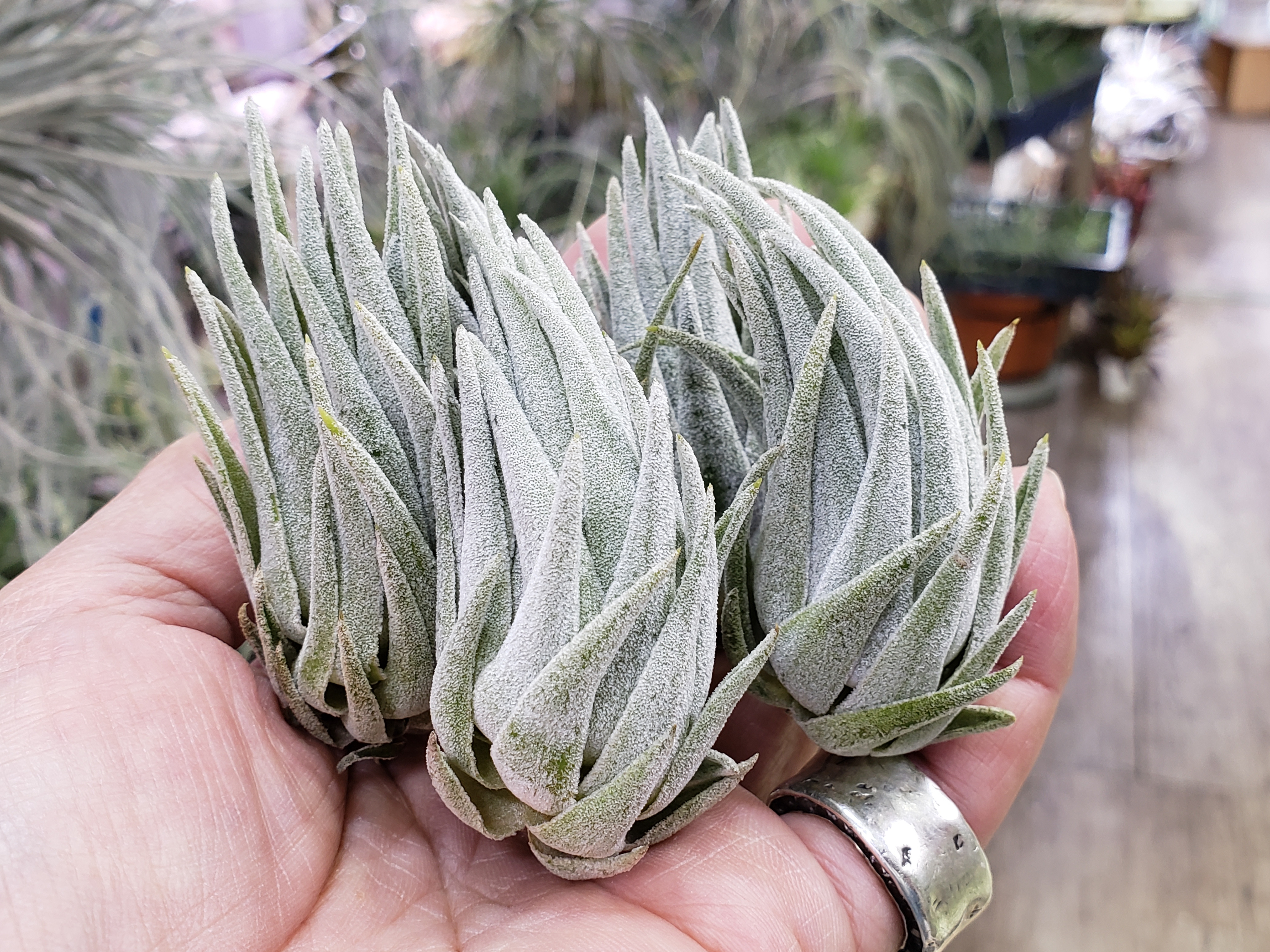 入荷販売株紹介