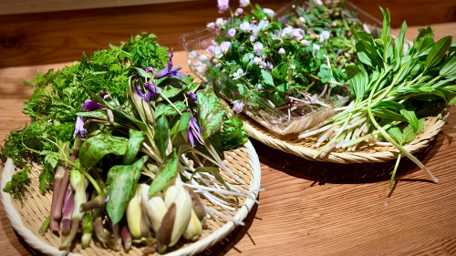 春の希少な山菜を是非
