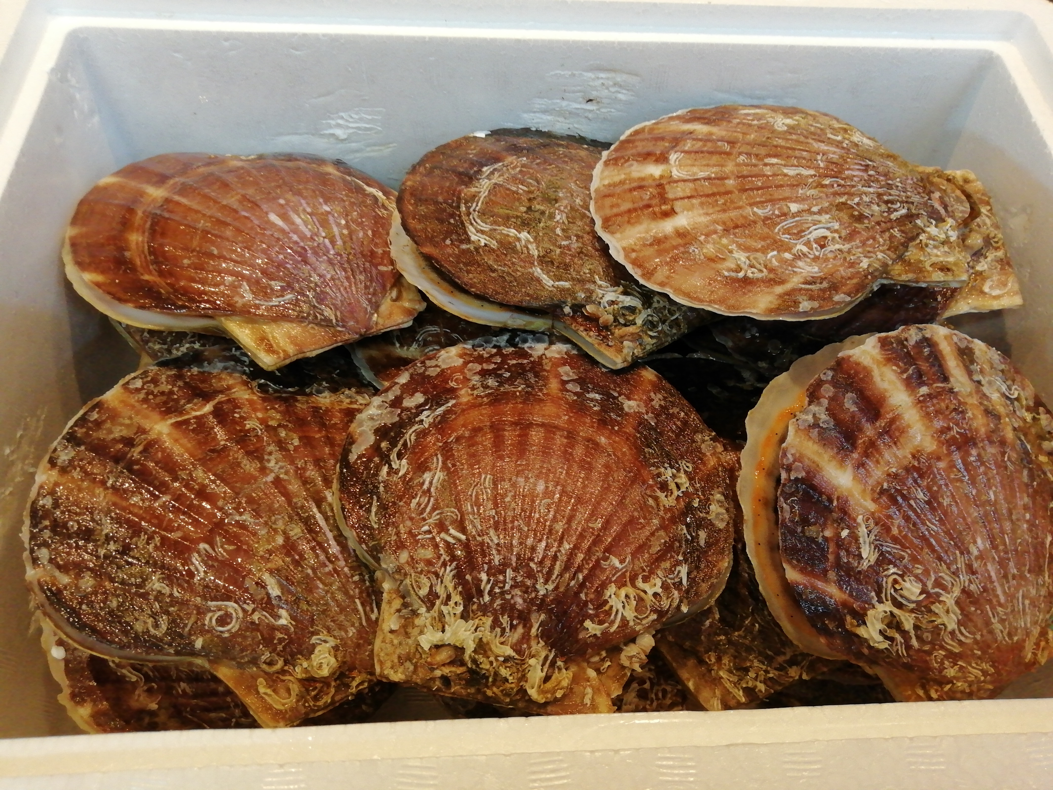 陸奥湾産の帆立貝　…