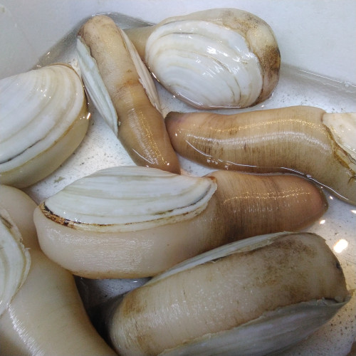 本日の入荷食材　…