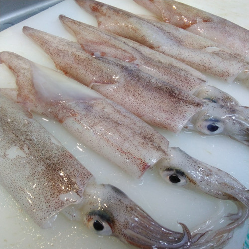 今月の入荷食材　…