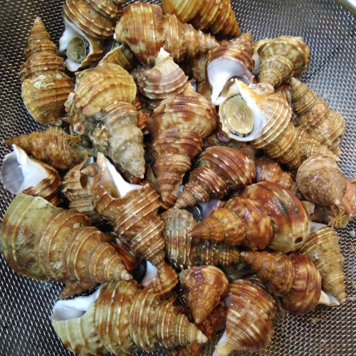 昨日の入荷食材　…