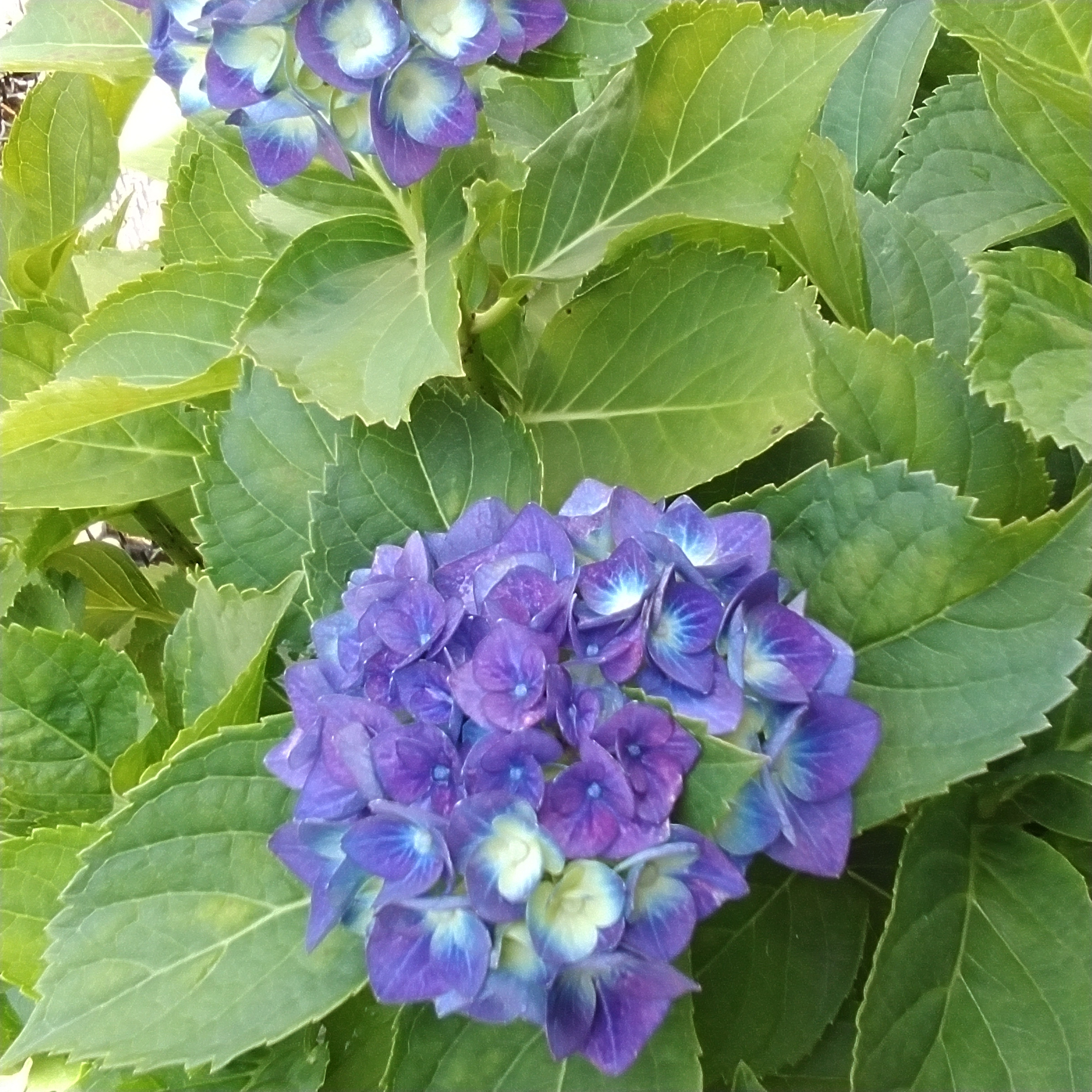 紫陽花　…　其の參