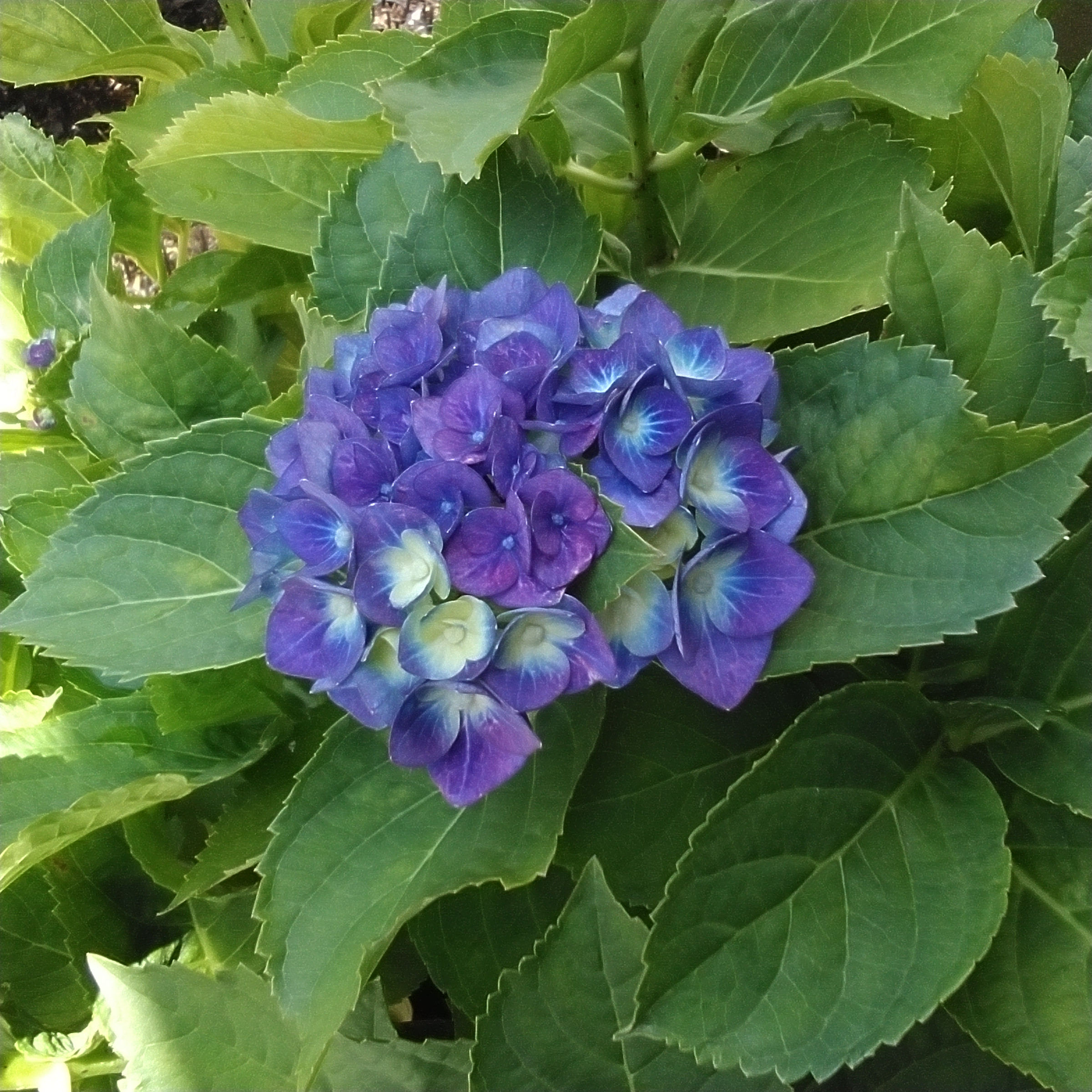 紫陽花　…　其の四