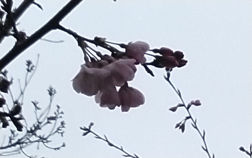 昨日の大岡川　…　桜咲く