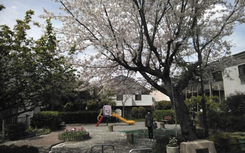 昨日の永田東一丁目公園　…　桜咲く　其の五