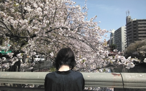 昨日の大岡川　…　桜咲く　其の六
