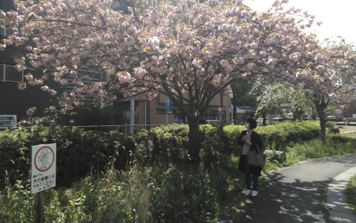 阪東橋公園　…　桜咲く　其の七