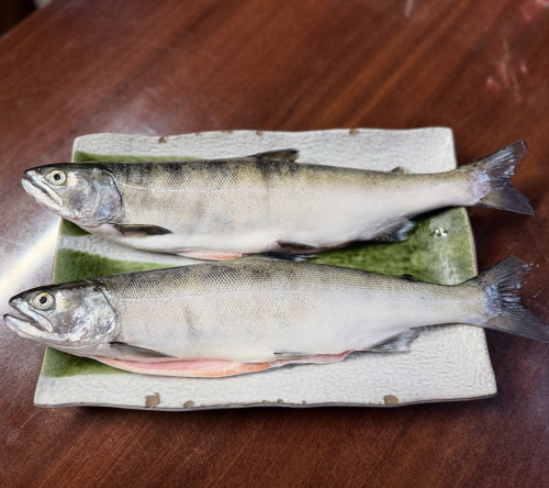 琵琶マス / Trout from Lake Biwa