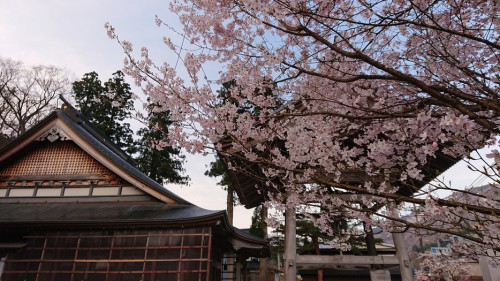 H31桜３.JPG