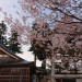 H31桜３.JPG