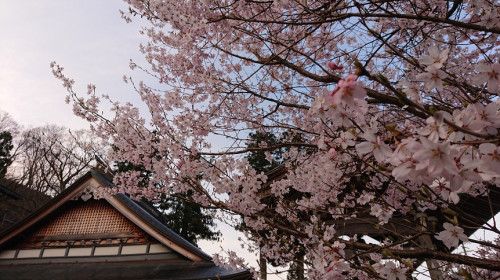 H31春→R１春　今年も桜咲く２