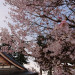 H31桜4.JPG