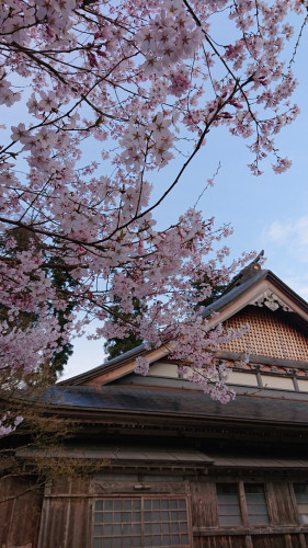 桜星　大屋根覆う　春の空