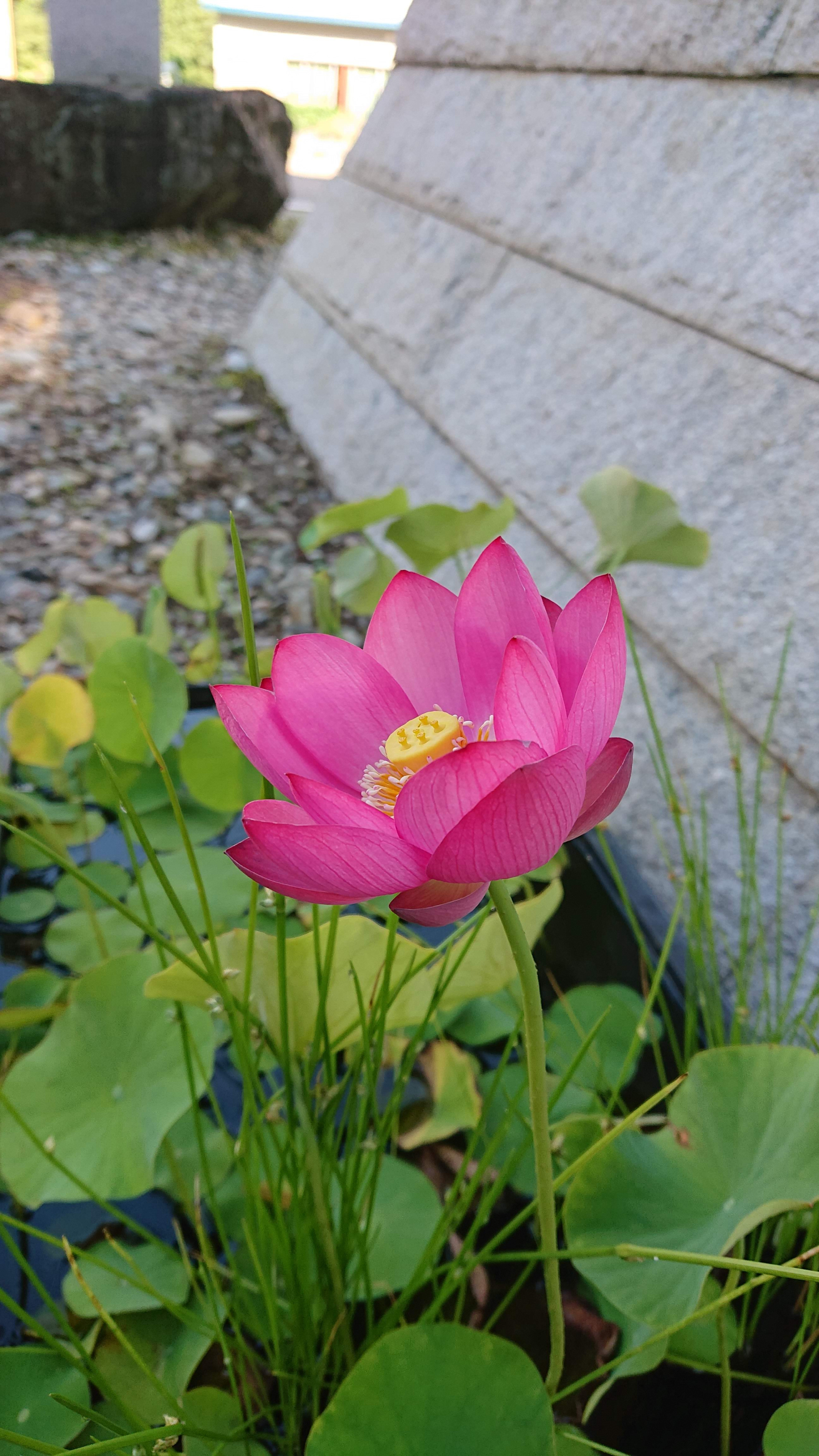 丸池の名水で咲く蓮の花