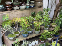 苔盆栽や盆栽苗、観葉植物や盆栽鉢も販売しております。
