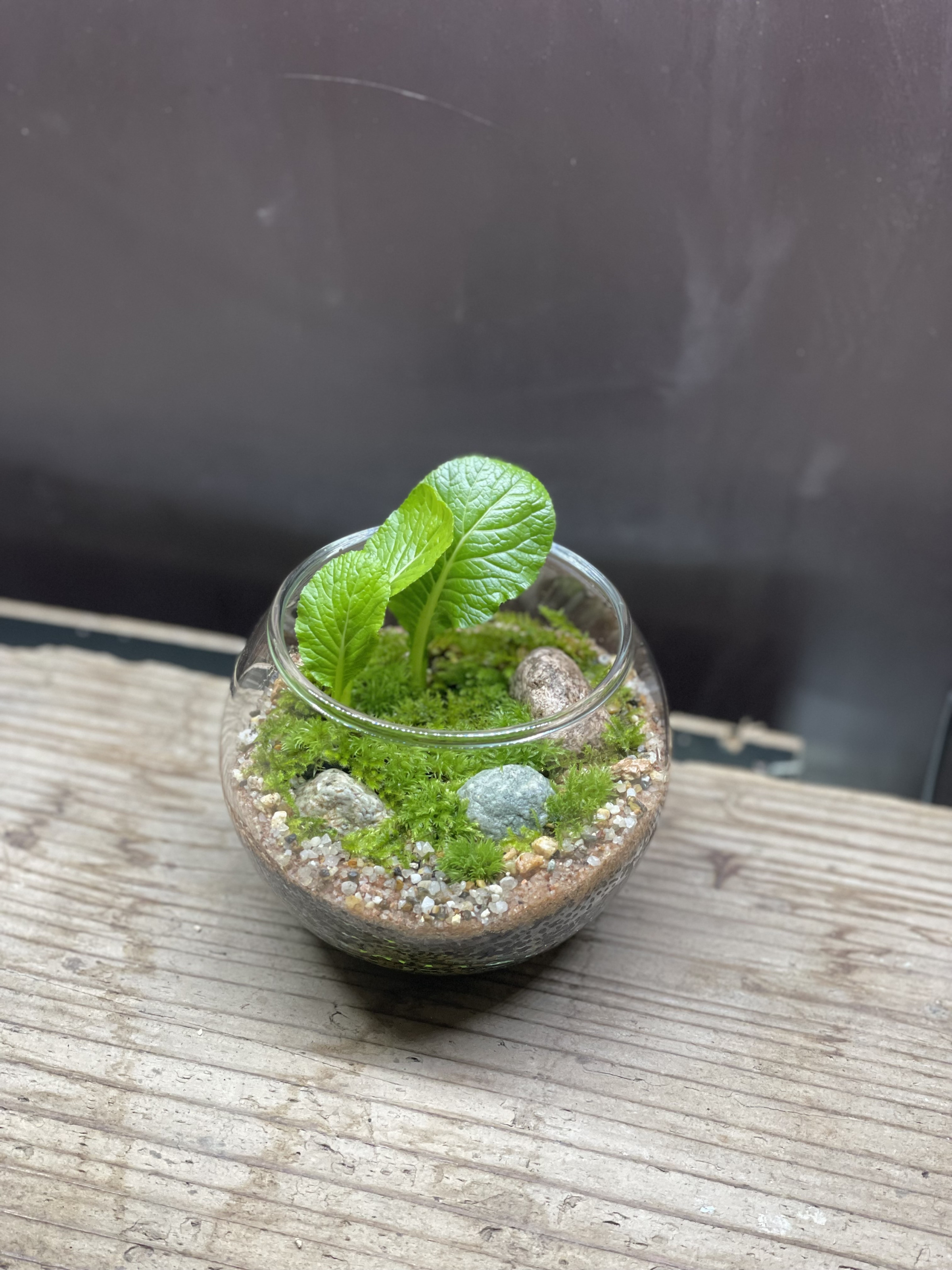 サスティナブルな小松菜を植栽した苔テラリウム