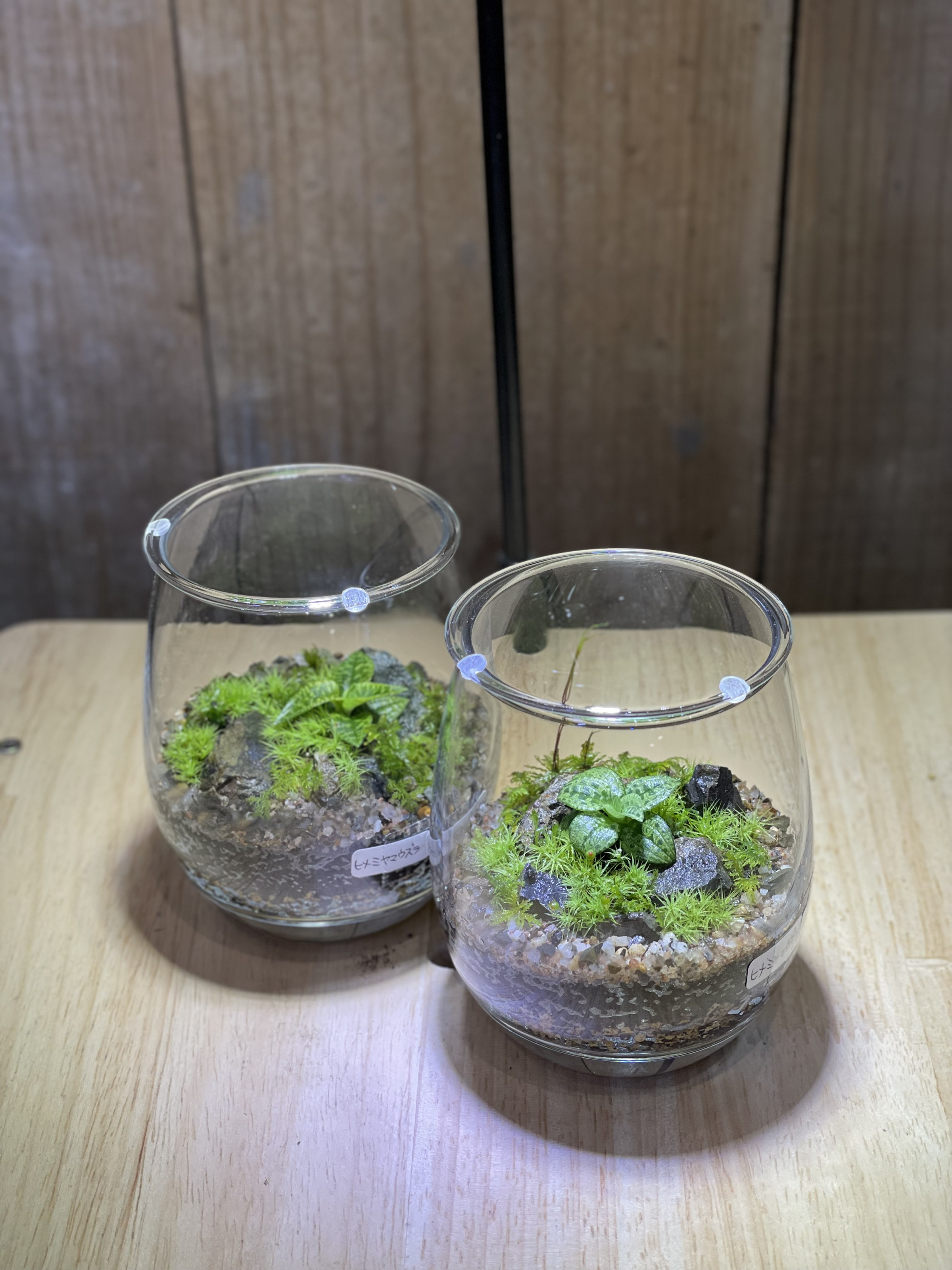 和製ジュエルオーキッドを植栽した苔テラリウム