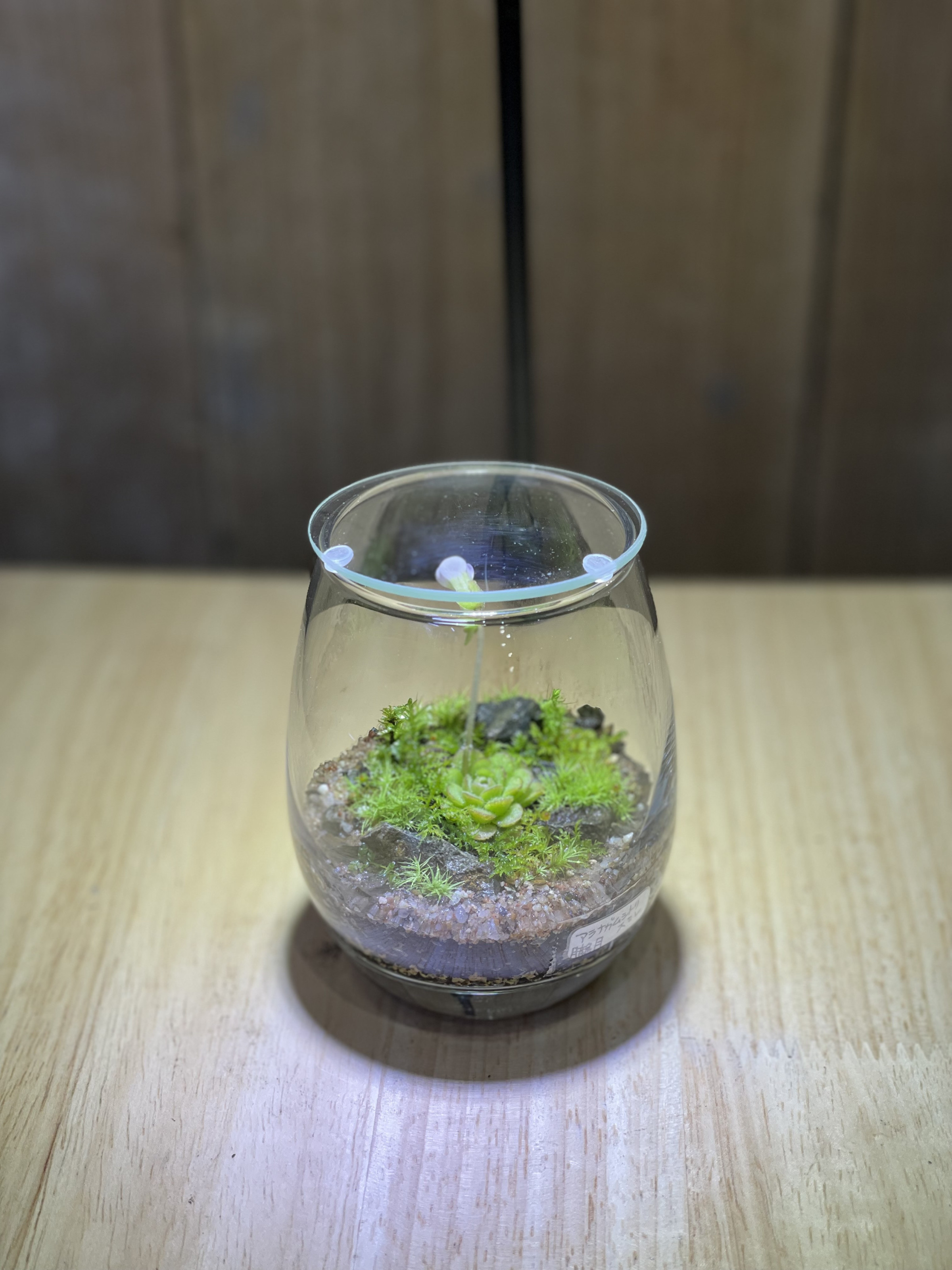 ムシトリスミレを植栽した苔テラリウム