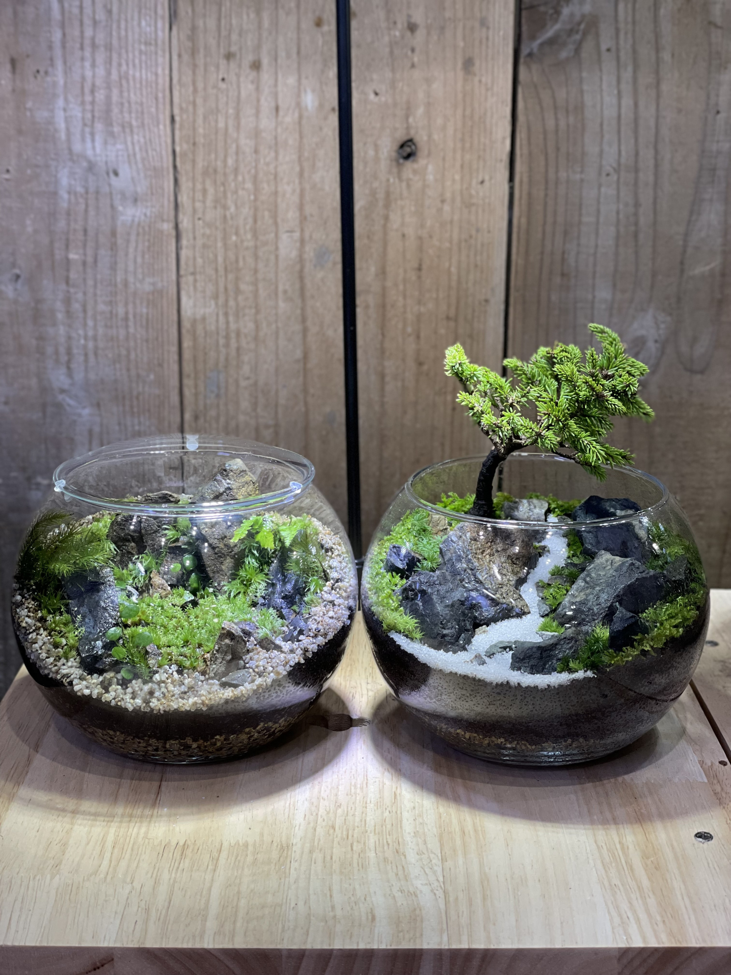 6月分の店内苔テラリウム教室のご予約受付を開始しました。