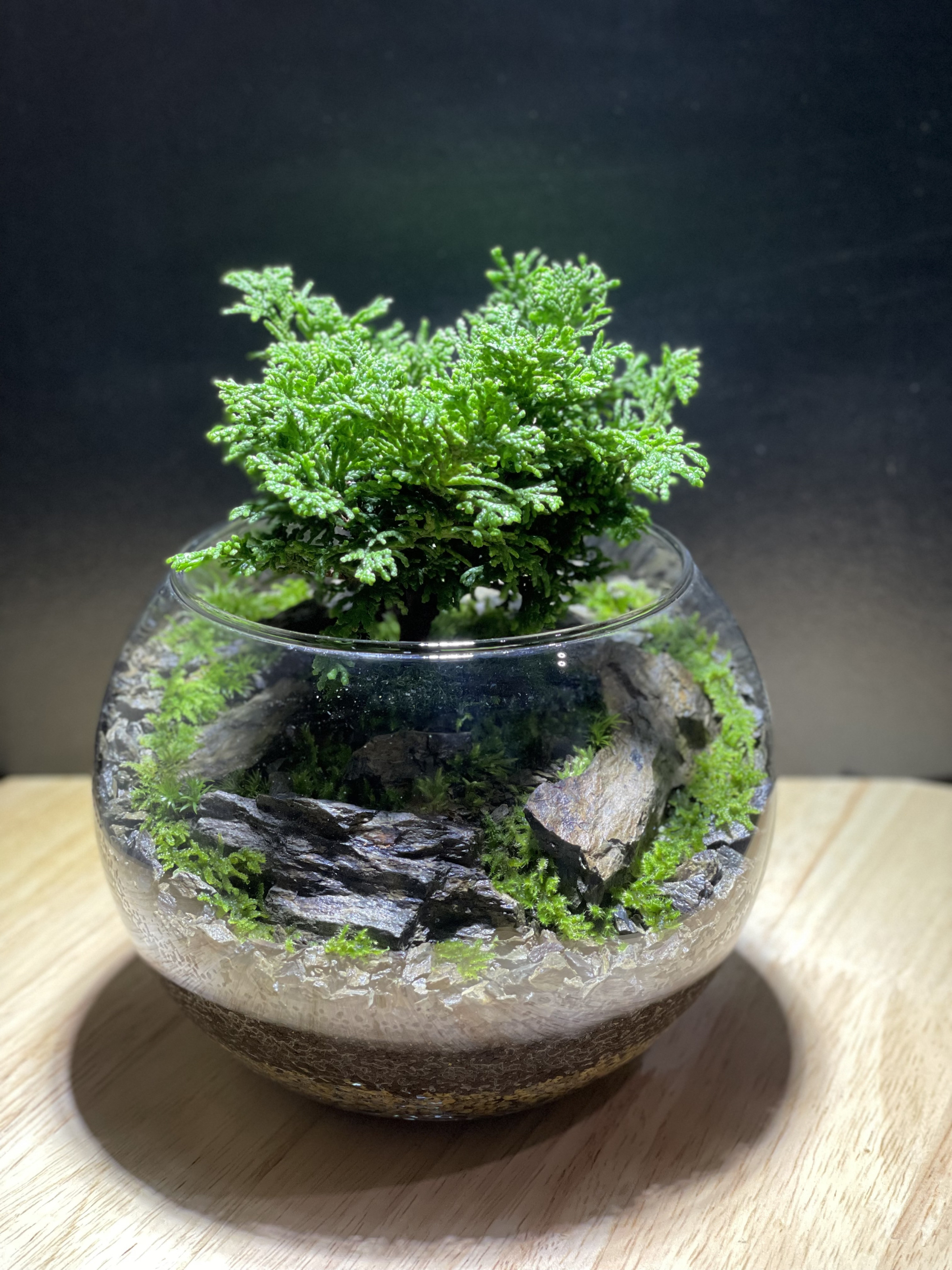 硝景 「 -- 樹石 -- 」