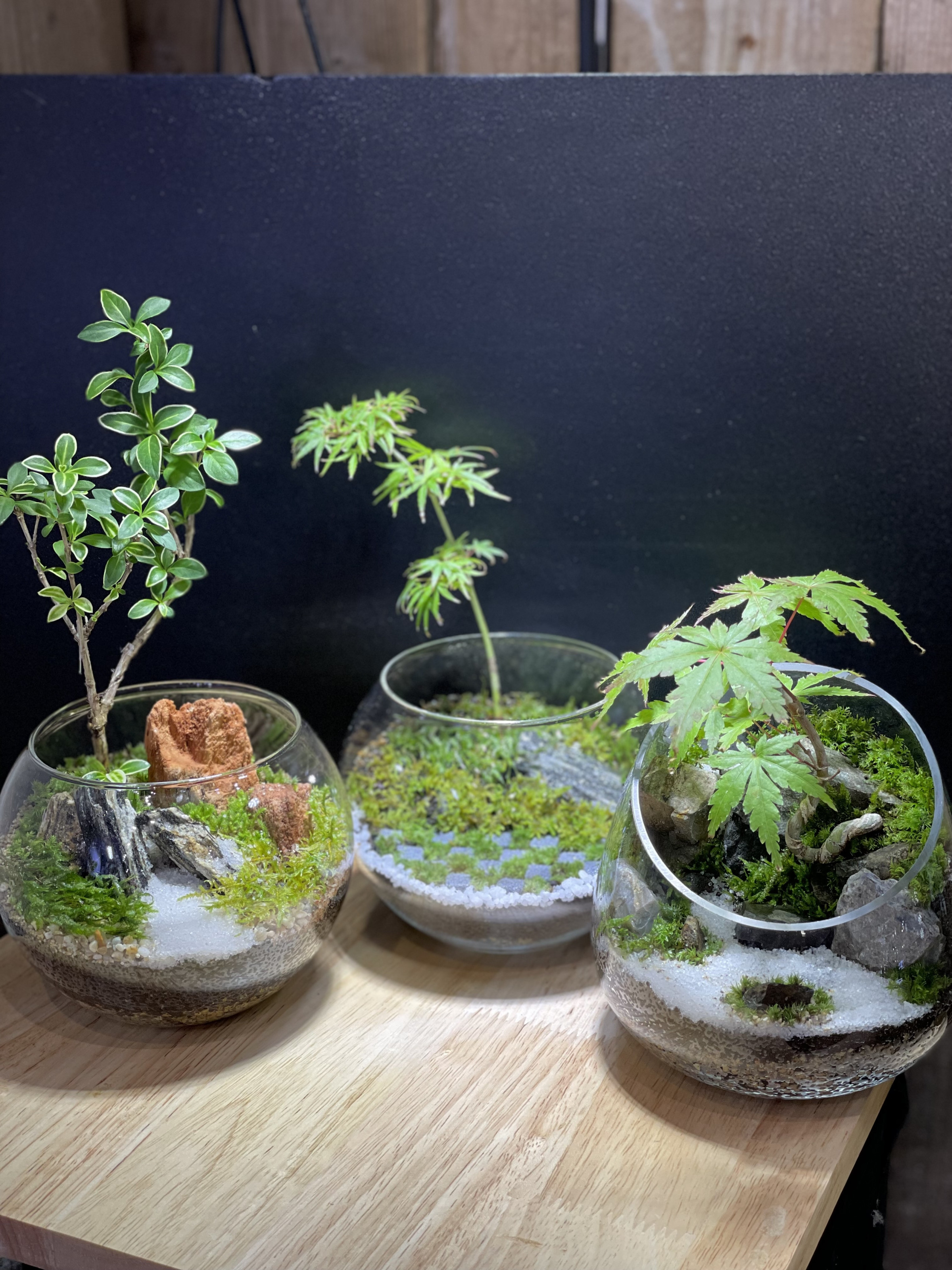 9月の店内苔テラリウム教室ご予約を開始しました。