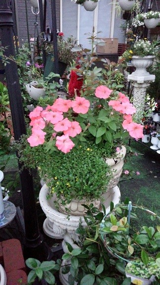 IMG_20160720_190637.jpg