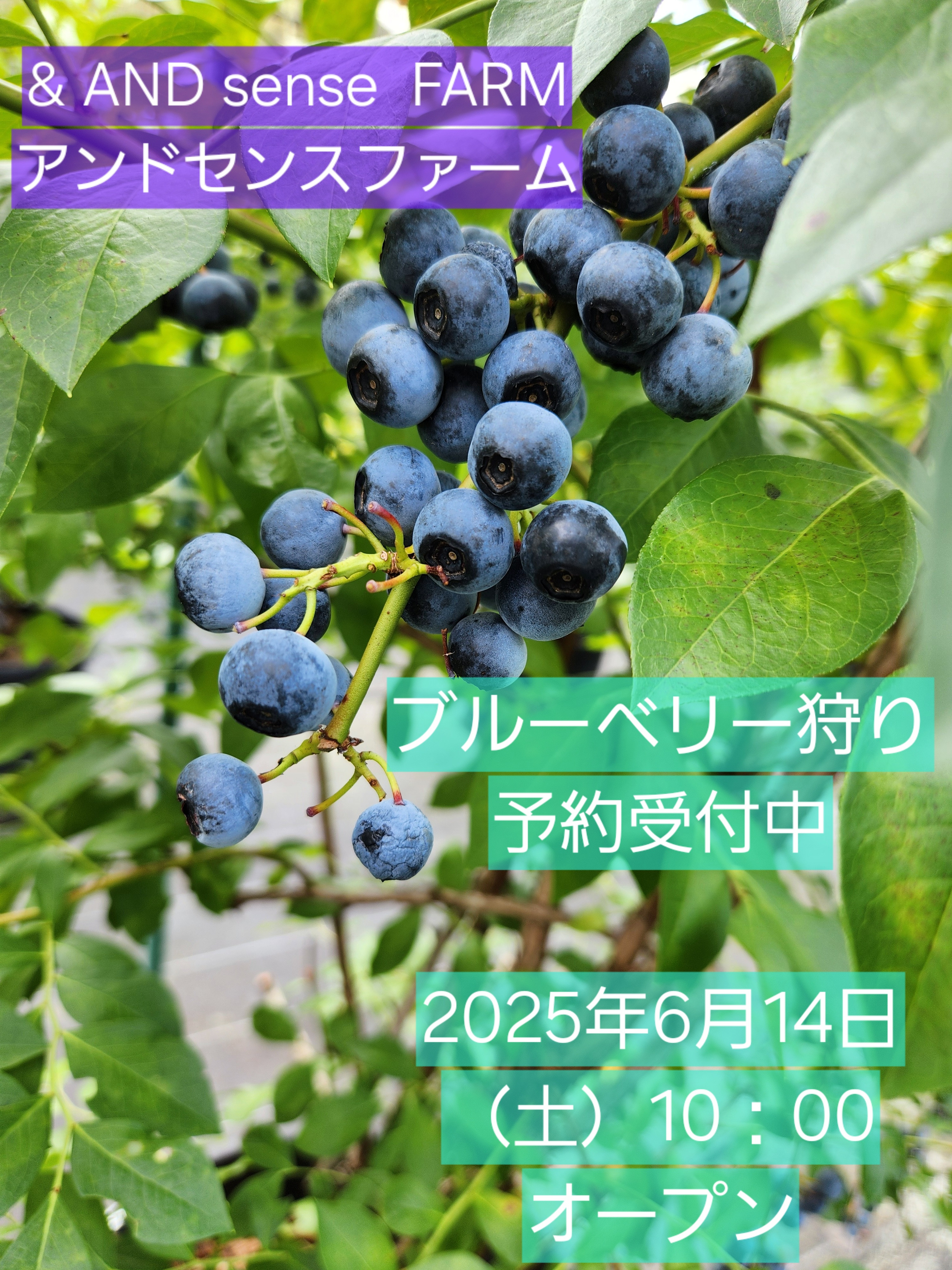 ブルーベリー狩り