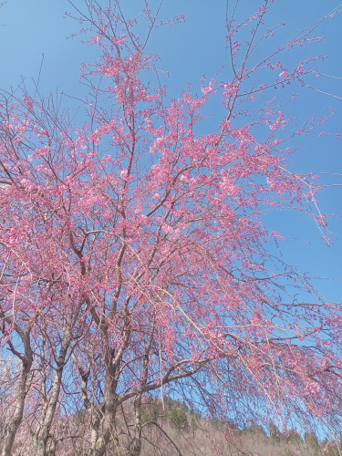 🌸第37回桜祭り開催されます。