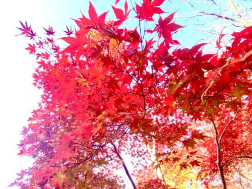 11月スタイリストお休み